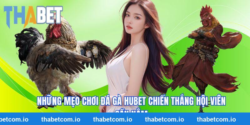 Chia sẻ biết quyết dự đoán kết quả chọi kê tại nhà cái THABET