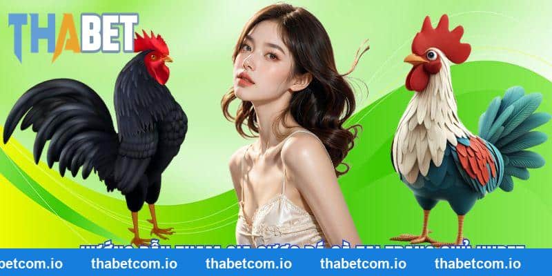 Hướng dẫn hội viên cá cược chọi gà mỗi ngày tại THABET