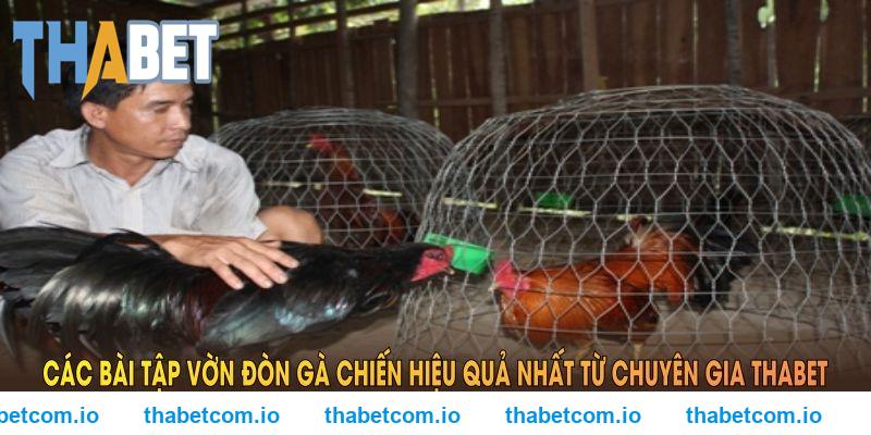 Các bài tập vờn đòn gà chiến hiệu quả nhất từ chuyên gia THABET