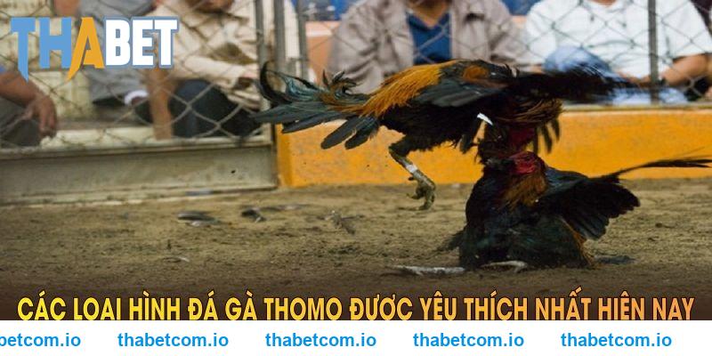 Các loại hình trực tiếp đá gà Campuchia thomo THABET được yêu thích