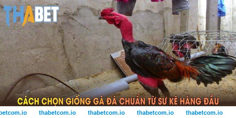 Chọn giống trong cách nuôi gà đá chân mạnh từ sư kê hàng đầu THABET