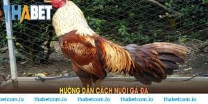 Hướng Dẫn Cách Nuôi Gà Đá Cơ Bản Từ Chuyên Gia THABET