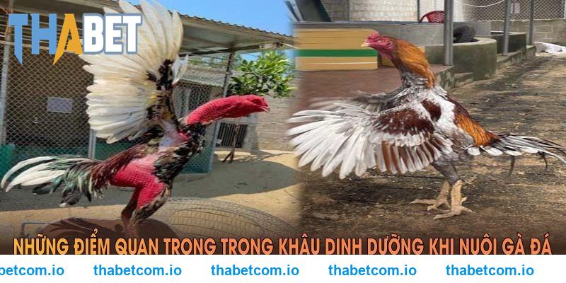 Những điểm quan trọng trong khâu dinh dưỡng khi nuôi gà đá THABET