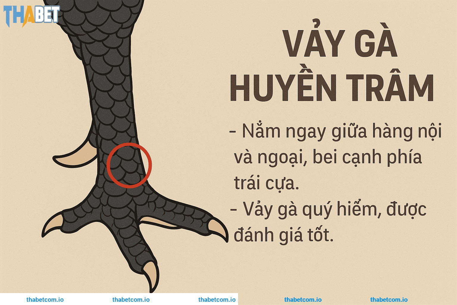 Tìm hiểu vảy gà huyền trâm THABET chuẩn