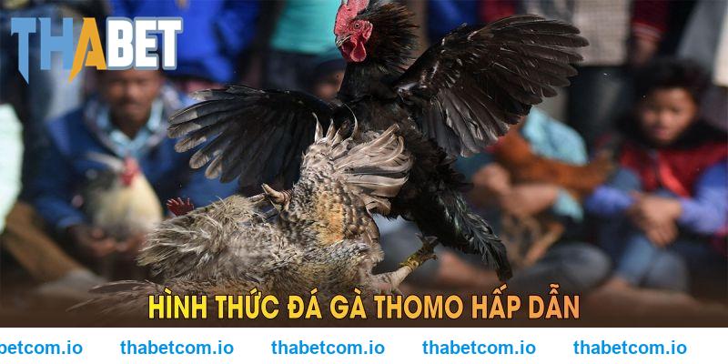 Trực tiếp đá gà Campuchia Thomo THABET hấp dẫn và những điều bạn chưa biết