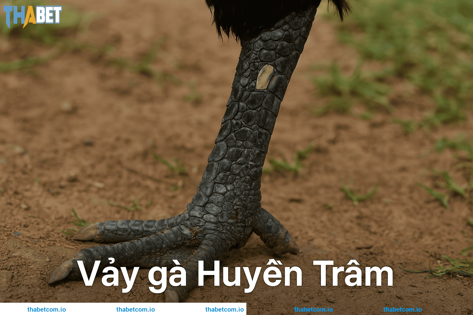 Vì sao vảy gà Huyền Trâm đặc biệt và có độ quý hiếm cao?