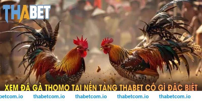 Xem đá gà Thomo tại nền tảng THABET có gì đặc biệt?